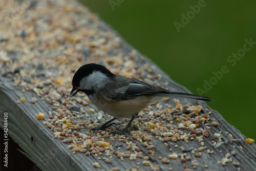 This cute little chickadee came out to the railing of my deck the other day. I love how adorable they are and the small black patch on their head. Their cute grey and white feathers. © Larry