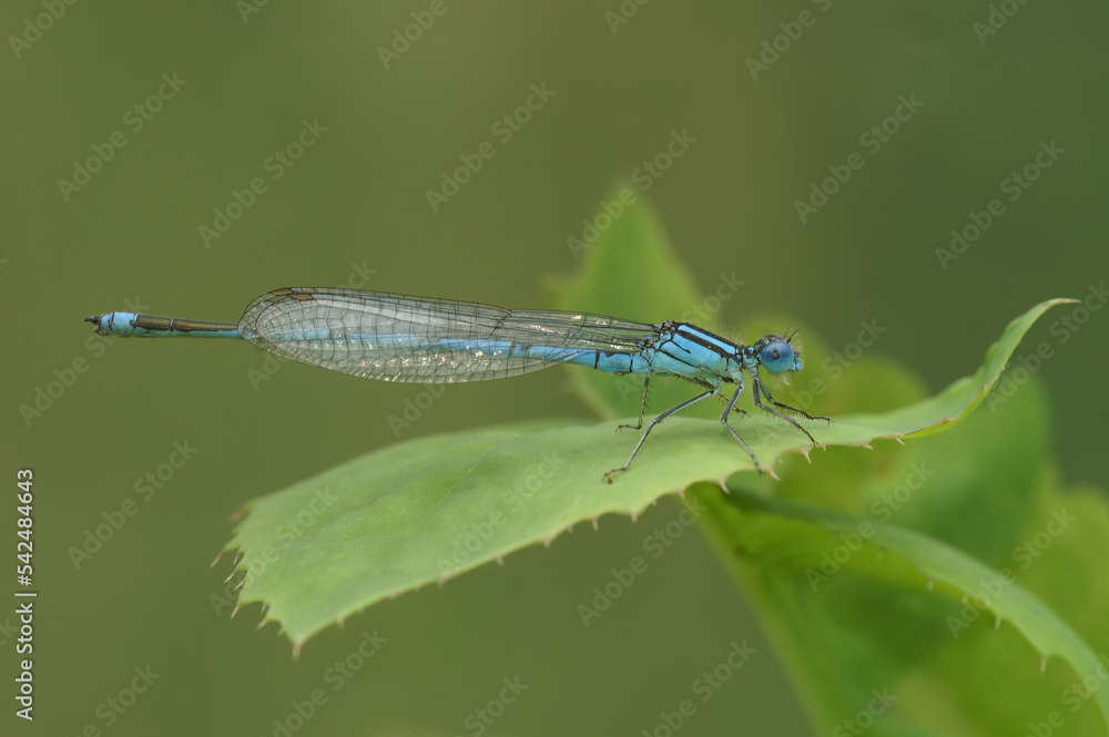 Closeup on a Common bluet damselfly, Enallagma cyathigerum, perched in the vegetation Closeup on a Common bluet damselfly, Enallagma cyathigerum, perched in the vegetation