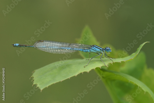 Closeup on a Common bluet damselfly, Enallagma cyathigerum, perched in the vegetation
