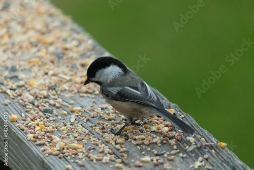 I love these cute little chickadees. They are so tiny and have this adorable little patch of black on their heads. I love the grey and white feathers. They are really flighty birds. 