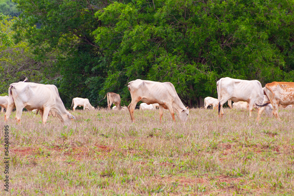 Um pequeno rebanho de gado, um pouco magro e sujo de terra, no pasto comendo capim, com árvores desfocadas ao fundo. Um pequeno rebanho de gado, um pouco magro e sujo de terra, no pasto comendo capim, com árvores desfocadas ao fundo.