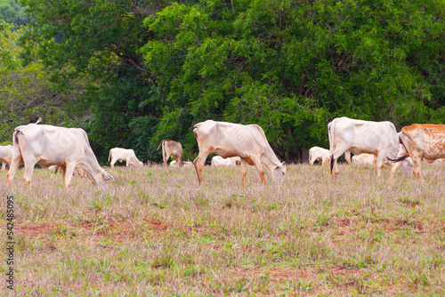 Um pequeno rebanho de gado, um pouco magro e sujo de terra, no pasto comendo capim, com árvores desfocadas ao fundo.