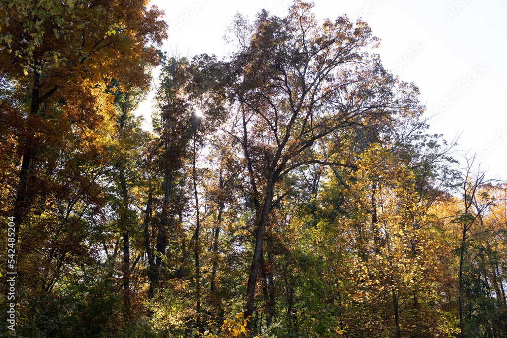 Loved the look of this beautiful Fall foliage when walking the woods in the East Coventry nature preserve. The leaves around this time really look pretty as the plants slip into their autumn slumber.