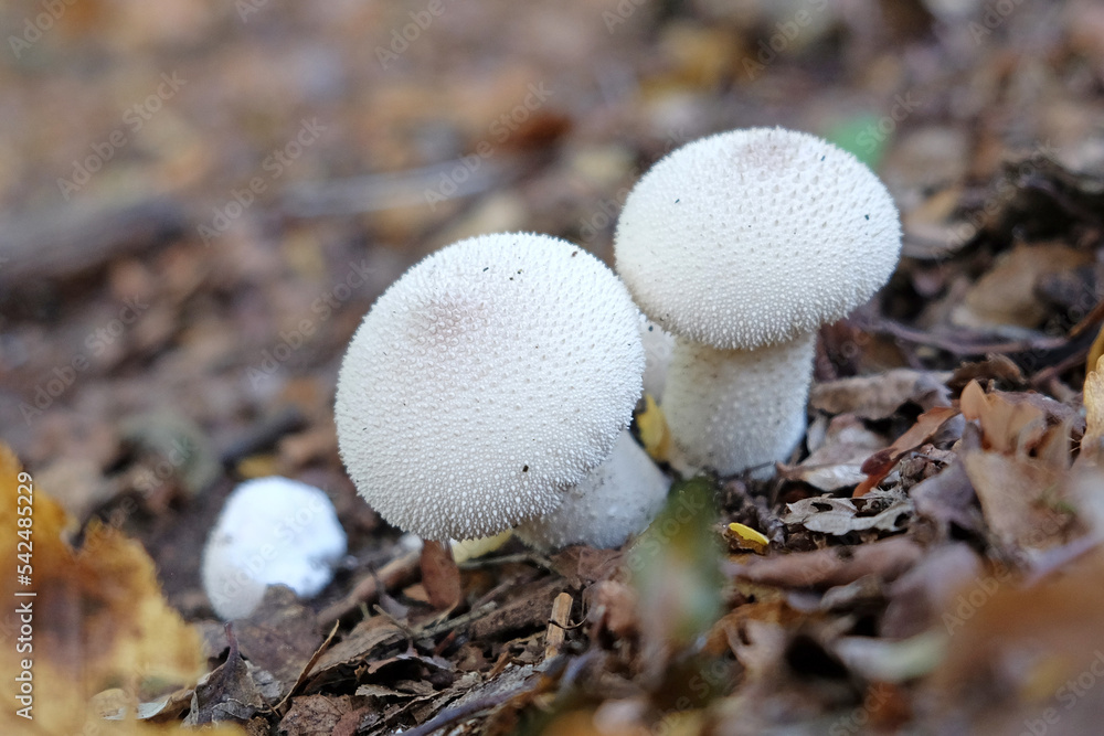 Common Puffball mushrooms growing in leaf litter Common Puffball mushrooms growing in leaf litter