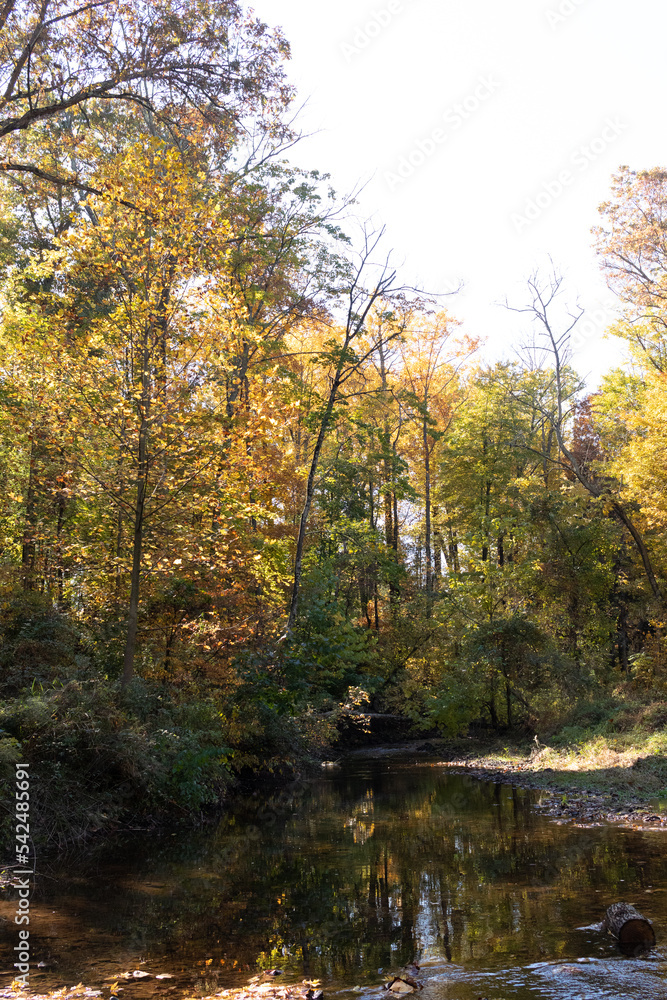 Loved the look of this beautiful Fall foliage when walking the woods in the East Coventry nature preserve. The leaves around this time really look pretty as the plants slip into their autumn slumber. Loved the look of this beautiful Fall foliage when walking the woods in the East Coventry nature preserve. The leaves around this time really look pretty as the plants slip into their autumn slumber.
