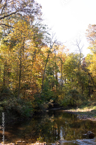 Loved the look of this beautiful Fall foliage when walking the woods in the East Coventry nature preserve. The leaves around this time really look pretty as the plants slip into their autumn slumber.