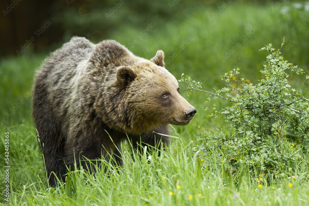 Large brown bear, ursus arctos, walking on grassland in summer nature. Big furry mammal looking on green meadow. Carpathian predator observing on glade.