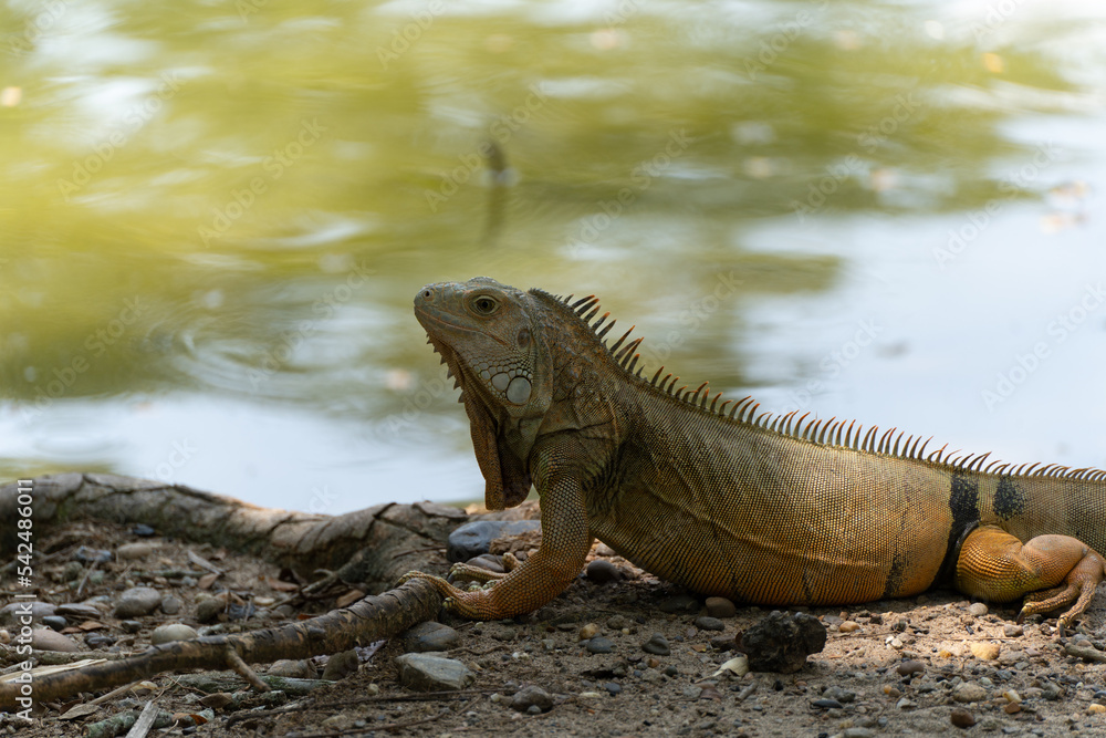 Obraz premium Iguana Looking for Shade near Lake