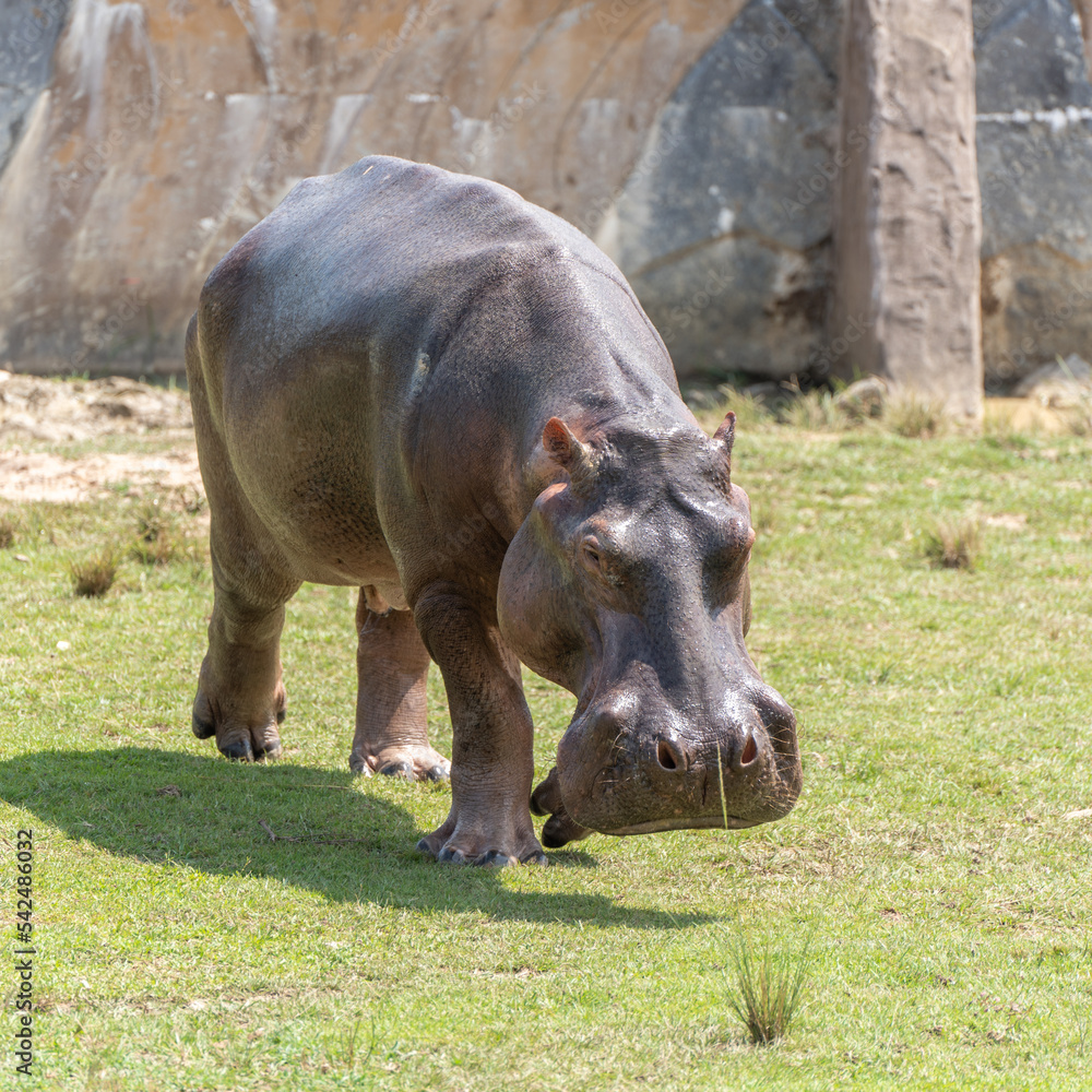 Captive Hippo in Zoo Walking on Grass on Sunny Day Captive Hippo in Zoo Walking on Grass on Sunny Day