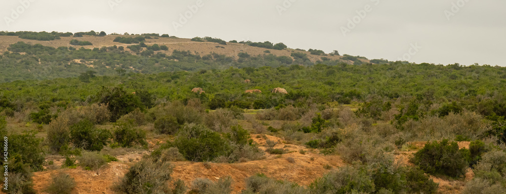 Elefantenherde und Regenbogen in der Wildnis und Savannenlandschaft von Afrika Elefantenherde und Regenbogen in der Wildnis und Savannenlandschaft von Afrika
