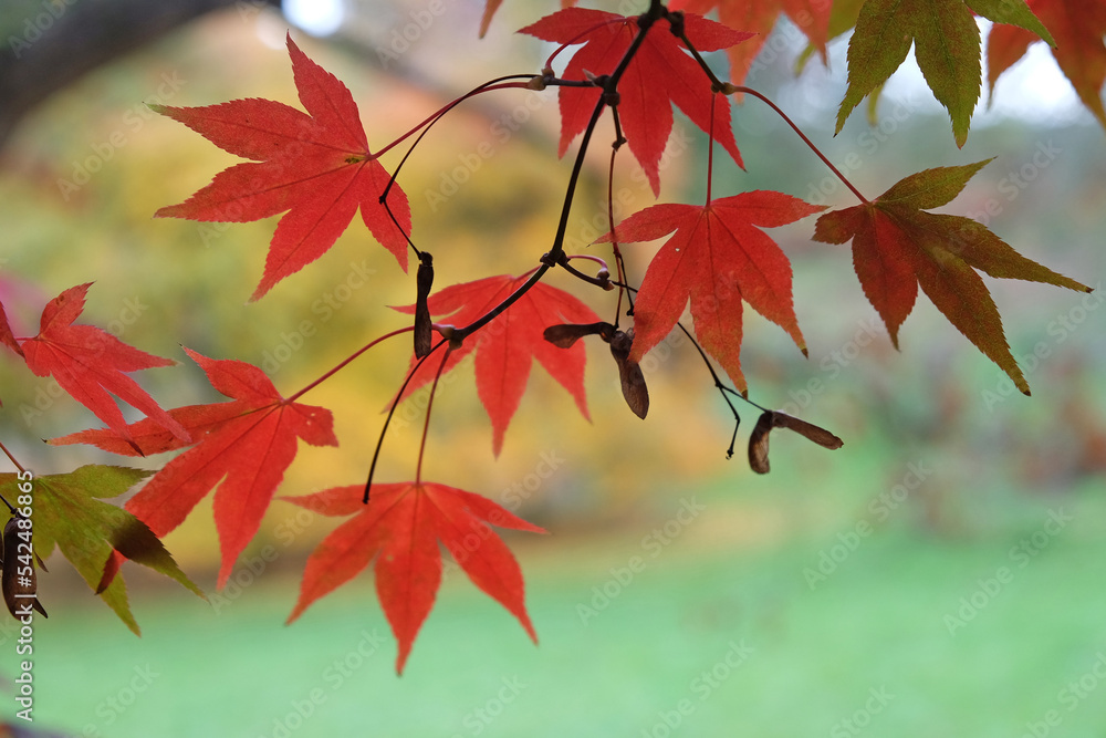 Bright red Japanese maple leaves during the autumn. Bright red Japanese maple leaves during the autumn.