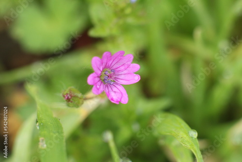 A pink flower with a green background in the forest