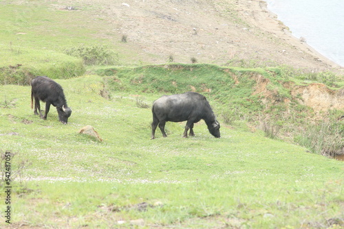 two buffaloes grazing in the meadow