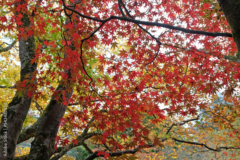 Bright red Japanese maple leaves during the autumn. Bright red Japanese maple leaves during the autumn.