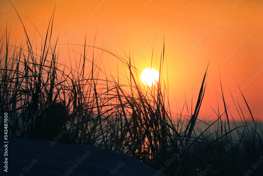 sunset on the sea in the high grass