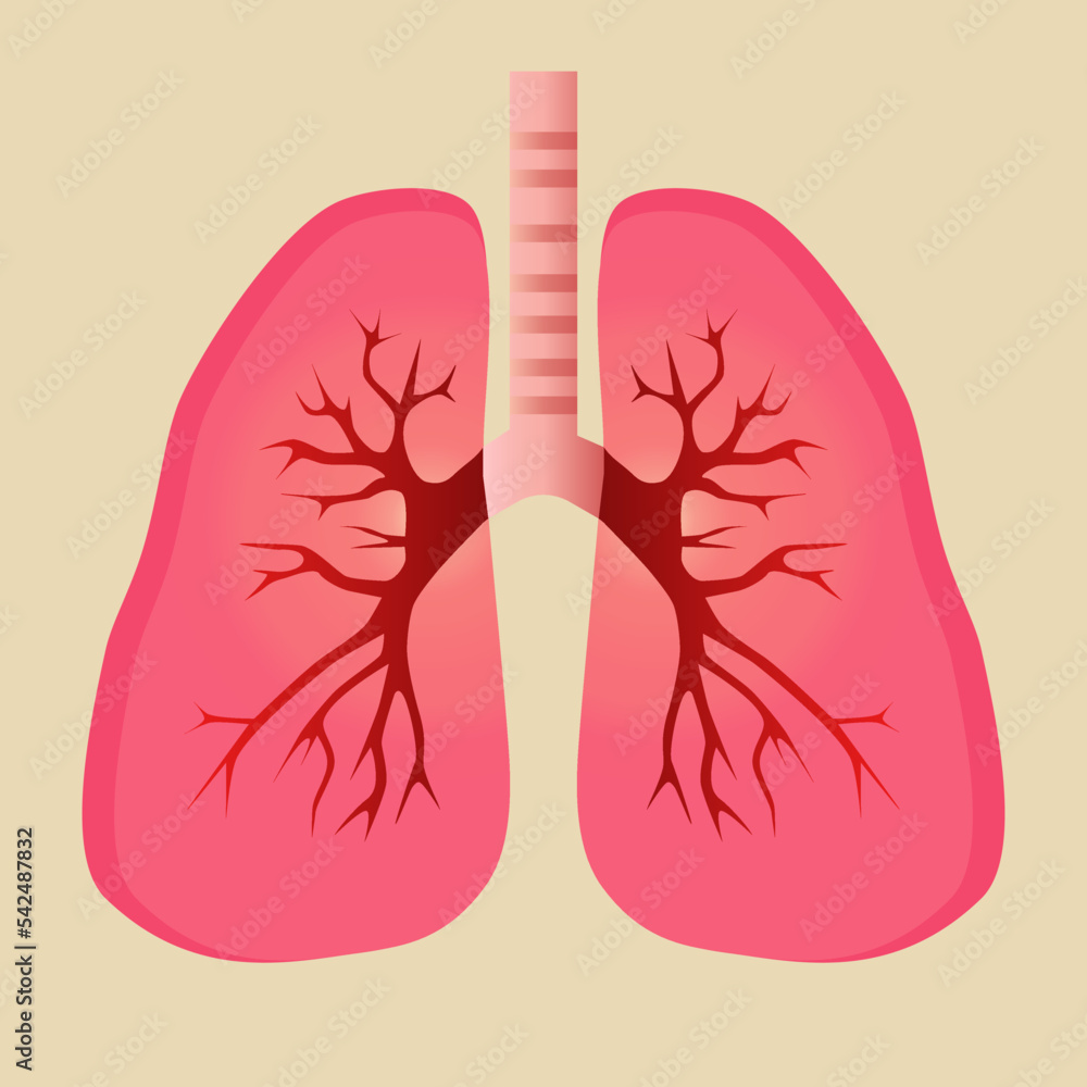 Illustration of human lungs. Vector illustration.