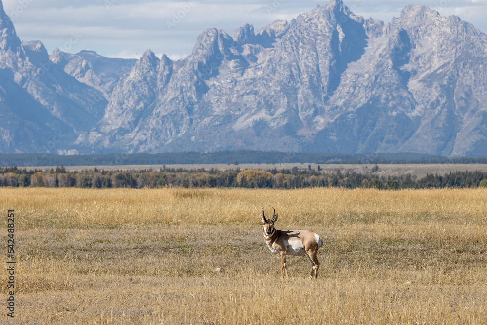 Pronghorn Antelope Buck in Grand Teton National Park Wyoming in Autumn Pronghorn Antelope Buck in Grand Teton National Park Wyoming in Autumn