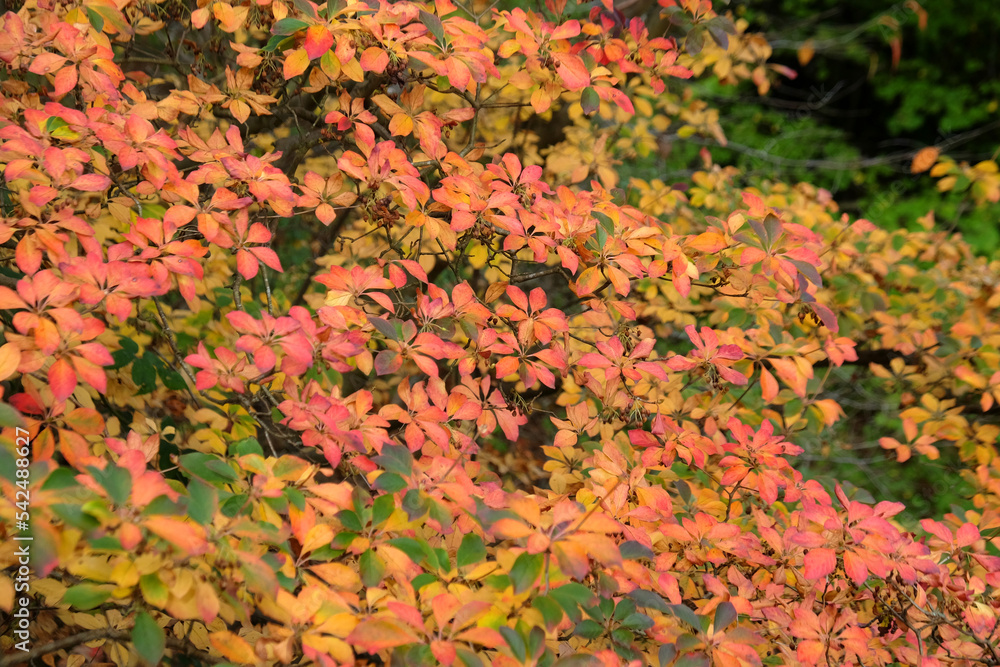 Colourful orange and red leaves of the EnkianthusTree during the autumn. Colourful orange and red leaves of the EnkianthusTree during the autumn.