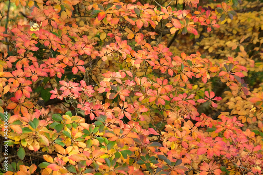 Colourful orange and red leaves of the EnkianthusTree during the autumn.