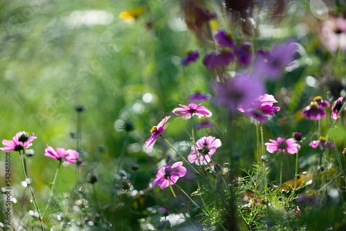 dewy cosmos flowers and grass with nice soft artistic bokeh - autumnal picture