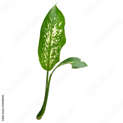 Dieffenbachia seguine plant on a transparent background