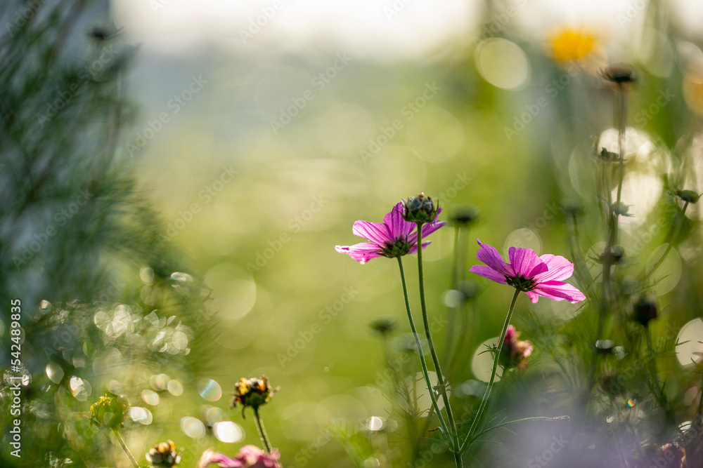 dewy cosmos flowers and grass with nice soft artistic bokeh - autumnal picture dewy cosmos flowers and grass with nice soft artistic bokeh - autumnal picture