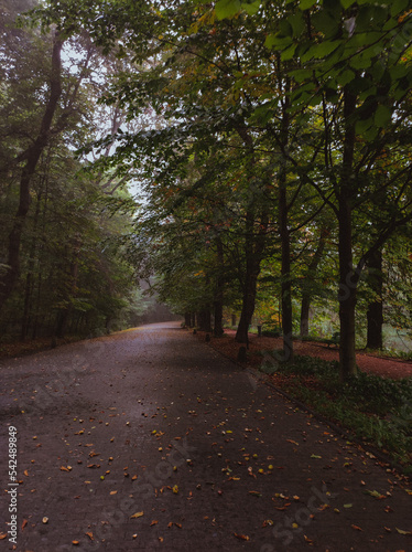 autumn in the park