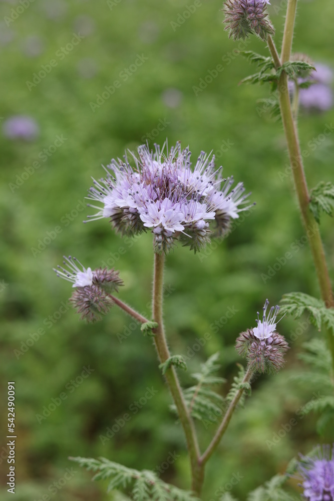 Lacy phacelia Lacy phacelia