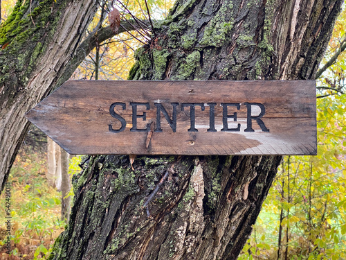 Panneau en bois indiquant le chemin des sentiers pédestres en forêt. Poteau indicateur dans un parc. Signe et flèche portant les indications du chemin à suivre dans un boisée. photo