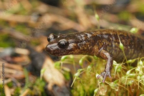 Closeup on a gravid female Northern Oregon Dunn's salamander, Plethodon dunni sitting on moss photo