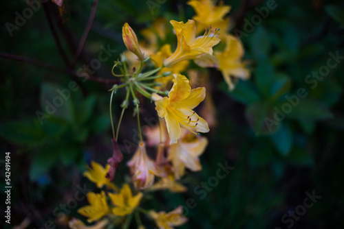 Rhododendron luteum Sweet photo