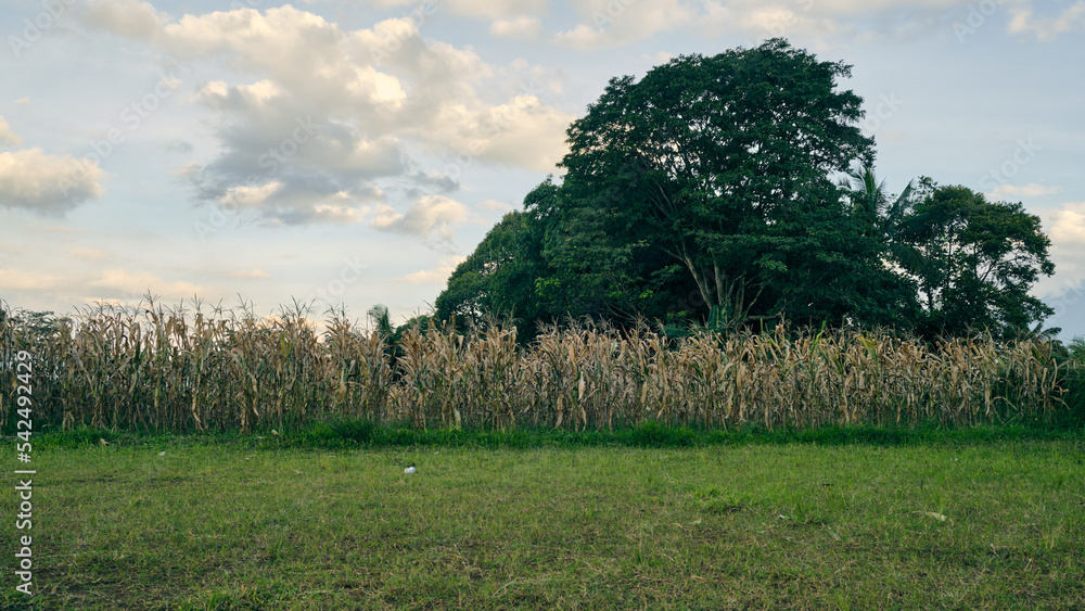 Fototapeta premium Cornfield has finished its planting period