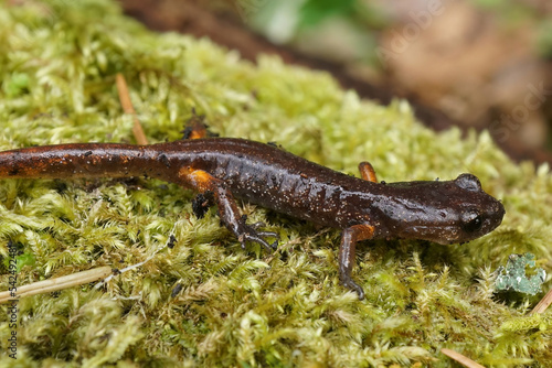 Closeup on a juvenile Northern Oregon Ensatina eschscholtzii oregonensis salamander