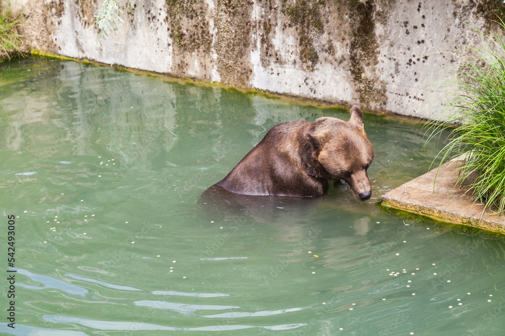 Fototapeta premium Brown bear play in the water at the bear park in Bern Switzerland. The new bear park opened in 2009 giving the bears much more space than in the original bear pit.