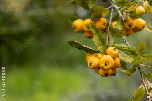 Tejocote en arbol, Winter fruit used to make punch in Mexico photo