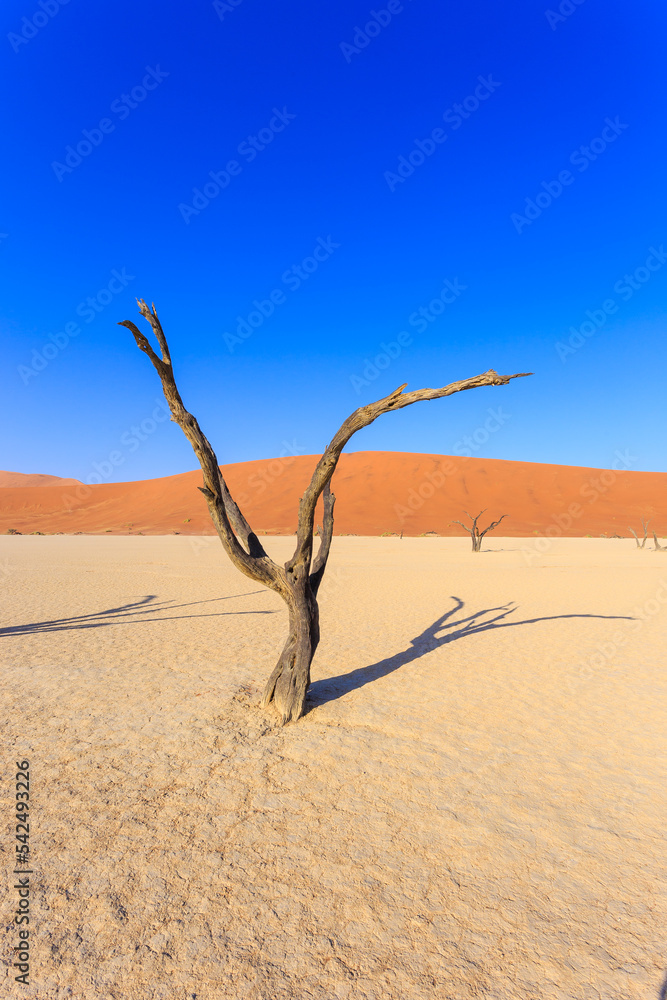 Deadvlei, white clay pan located inside the Namib-Naukluft Park in Namibia.Africa. Deadvlei, white clay pan located inside the Namib-Naukluft Park in Namibia.Africa.