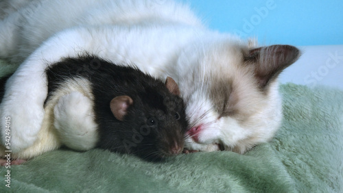 Black rat and white cat. 