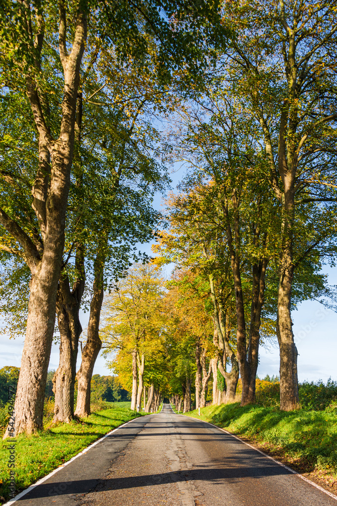 Bäume an einer Straße in Schleswig-Holstein im herbstlichem Farbkleid