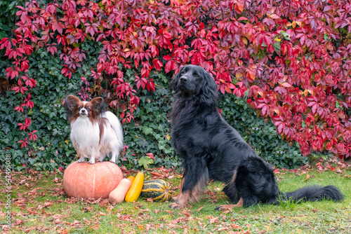 Two purebred dogs. Papillon stands on a pumpkin. Large black dog hovawart sitting near a small white lap dog, continental toy spaniel and they looks at camera. Fall season, autumn colors background.