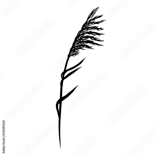 Reed Grass Silhouette, Bulrush, Pampas, Steppe Feather Dry Grass. Black Hand Drawn Reeds Sketch Illustration. Vector Element Isolated on a White Background.
