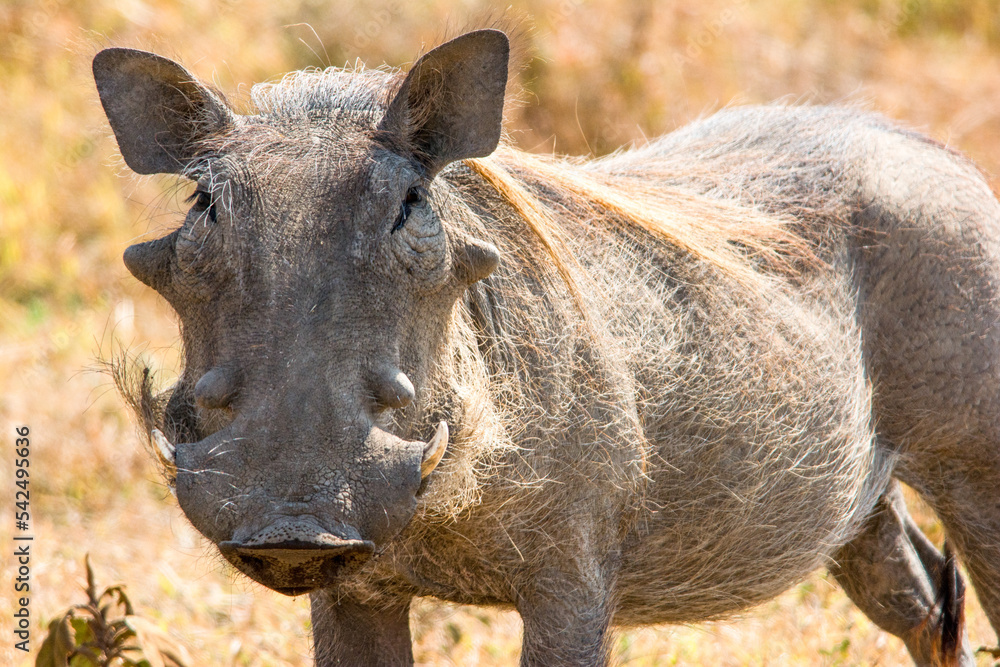 Fototapeta premium Warthog in the Tanzanian Savannah