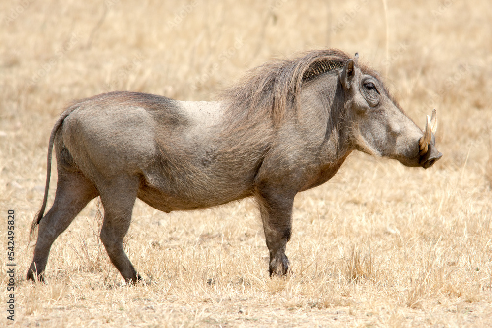 Fototapeta premium Warthog in the Tanzanian Savannah