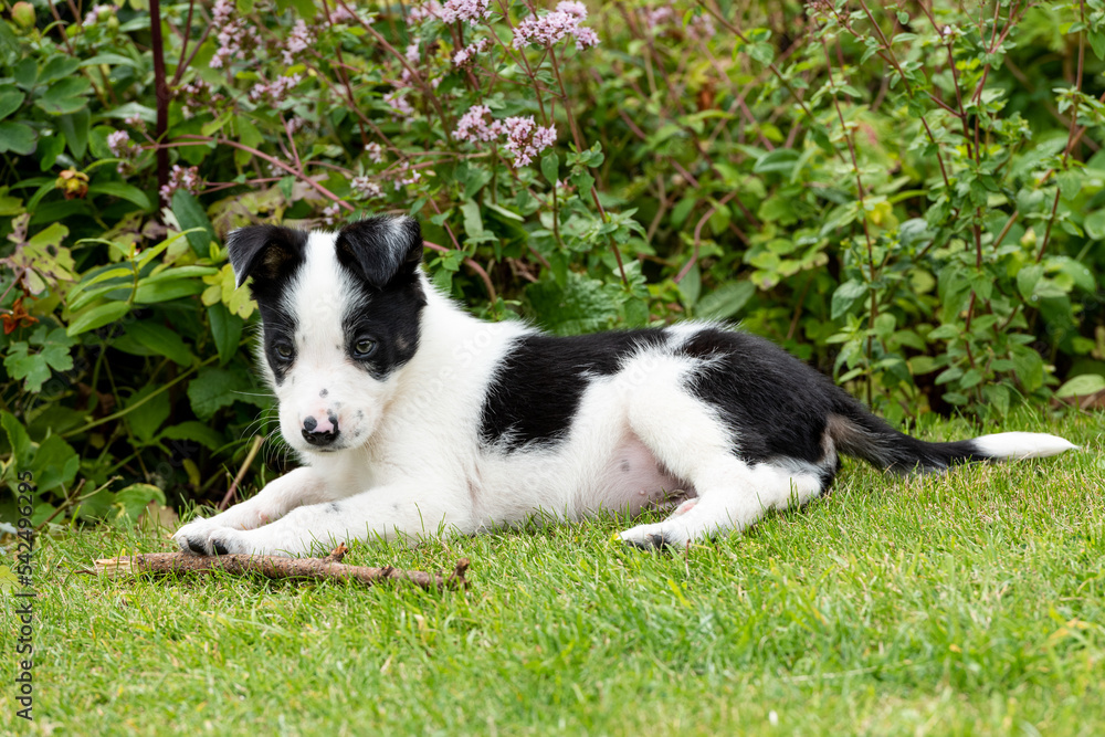 Border Collie pup at 8 weeks Border Collie pup at 8 weeks