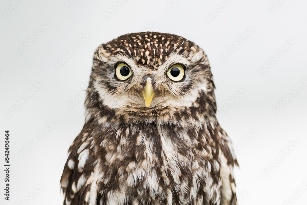 Little owl staring contest Little owl staring contest