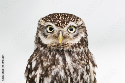Little owl staring contest