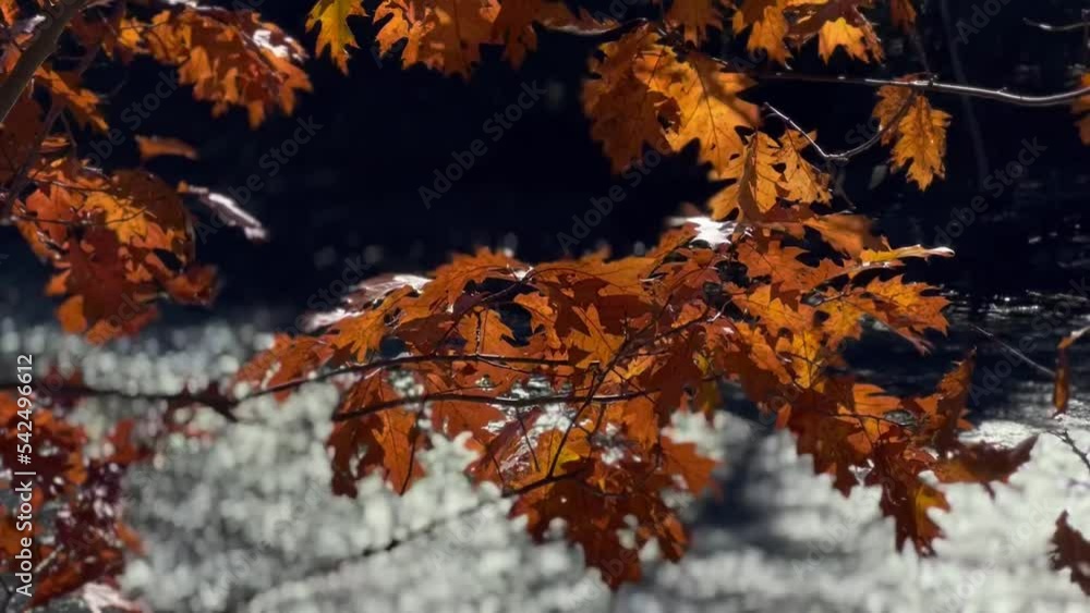 Auburn Autumn Maple Leaves by Roaring Riverside Auburn Autumn Maple Leaves by Roaring Riverside