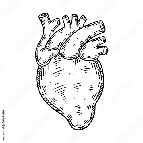 Human heart hand drawn sketch. Vector isolated illustration.