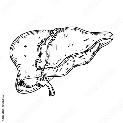 Human liver and gallbladder hand drawn sketch. Vector isolated illustration.