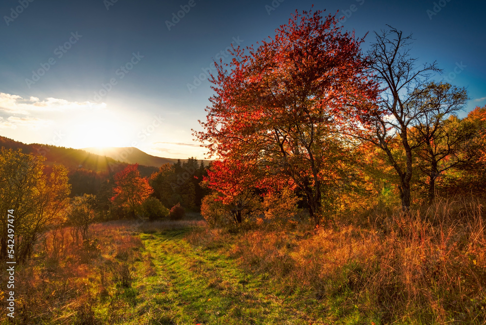 Fototapeta premium autumn in the forest