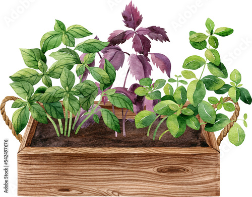Wooden box with growing green and purple basil and oregano. Watercolor handdrawn illustration. Apartment gardening concept clipart.
